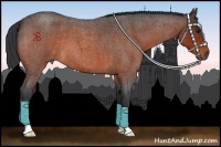 Horse Color:Bay Roan 