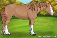 Horse Color:Chestnut Splash 