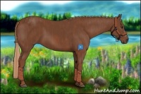 Horse Color:Chestnut  Brindle