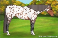 Horse Color:Bay Appaloosa