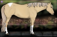 Horse Color:Palomino Dun Tobiano 