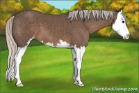 Horse Color:Silver Black Sabino Splash