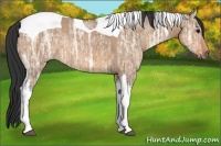 Horse Color:Bay Ice Dun Tobiano Rabicano 