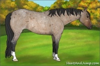 Horse Color:Bay Roan Dun 