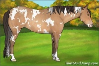 Horse Color:White Spotted Amber Champagne Rabicano