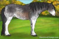 Horse Color:White Spotted Buckskin Rabicano