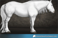 Horse Color:Silver Buckskin Chinchilla Dun Tobiano 