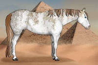 Horse Color:White Spotted Chestnut Ice Splash