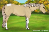 Horse Color:Palomino Dun Tobiano 