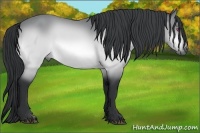 Horse Color:Buckskin Chinchilla 