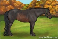 Horse Color:Brown Rabicano Brindle