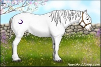 Horse Color:Buckskin Ice Appaloosa 