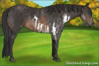 Horse Color:Brown Splash Rabicano  Brindle