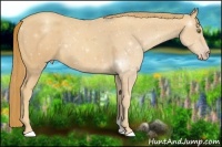 Horse Color:Gold Champagne
