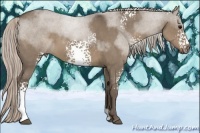 Horse Color:White Spotted Silver Grullo