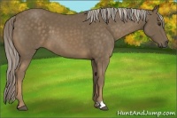 Horse Color:Chocolate Palomino 