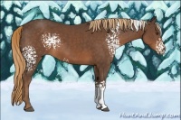 Horse Color:White Spotted Liver Chestnut 