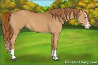 Horse Color:Chestnut Splash 