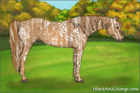 Horse Color:Gray White Spotted Black  Brindle