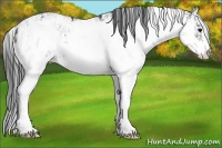 Horse Color:Black Sabino  and Black Sabino 