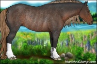 Horse Color:Liver Chestnut Rabicano