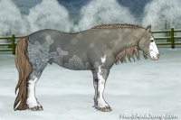 Horse Color:Liver Chestnut Ice Sabino 