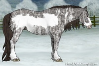 Horse Color:Liver Chestnut Ice Frame Rabicano