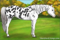 Horse Color:Black Appaloosa  Brindle