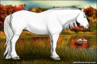 Horse Color:Plaid Cremello Appaloosa