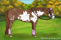 Horse Color:White Spotted Chestnut Frame 