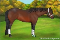 Horse Color:Bay Frame 