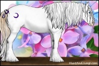 Horse Color:Amber Champagne Pearl Dun Splash Appaloosa 
