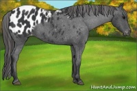 Horse Color:Black Sabino Appaloosa