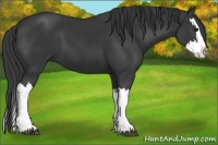 Horse Color:Black Splash 