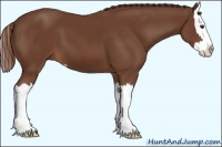 Horse Color:Chestnut Sabino Splash 