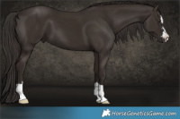 Horse Color:Liver Chestnut 