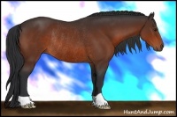 Horse Color:Bay Rabicano 