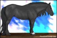 Horse Color:Black Rabicano 