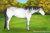 Horse Color:White Spotted Smoky Black 
