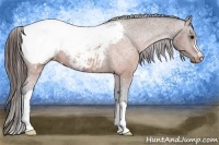 Horse Color:Brown Appaloosa