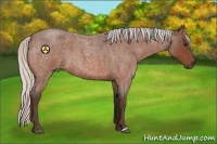 Horse Color:Silver Bay Roan 