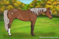 Horse Color:Silver Bay 