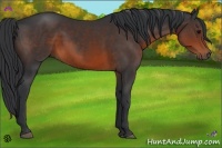 Horse Color:Brown 