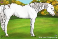 Horse Color:Silver Black Sabino Splash