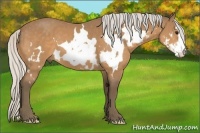 Horse Color:White Spotted Silver Buckskin Frame