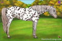 Horse Color:Liver Chestnut Appaloosa 