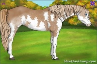 Horse Color:Chestnut Splash 
