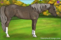 Horse Color:Chocolate Palomino 