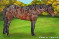 Horse Color:Bay Appaloosa