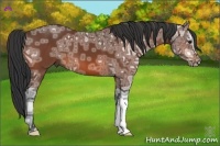Horse Color:Bay Ice 